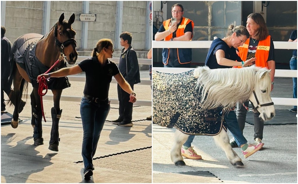 From Shetland Ponies to some of the World’s best equine athletes, the horses and ponies have arrived in Hong Kong for a memorable weekend packed with equestrian action.