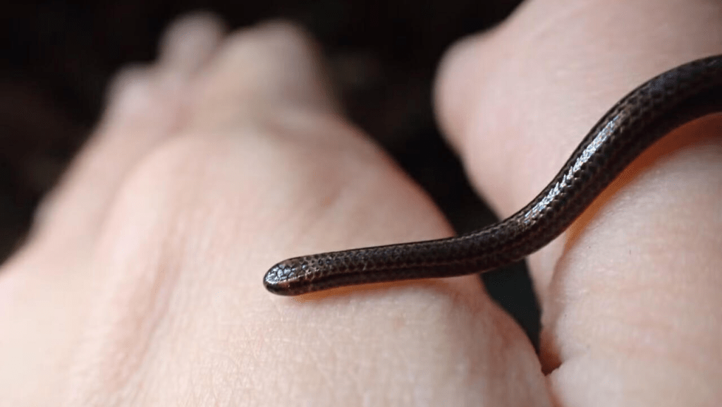 The Barbados threadsnake (Tetracheilostoma carlae) was found hiding under a rock in central Barbados © Connor Blades / Re:wild/AFP