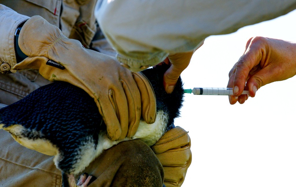 Photo by HANDOUT / PHILLIP ISLAND NATURE PARKS / AFP  This handout photo taken on August 19, 2026 and released on August 20 by Phillip Island Nature Parks shows a Nature Parks ranger injecting a little penguin during the H5N1 vaccination program at Phillip Island Nature Parks in Victoria.