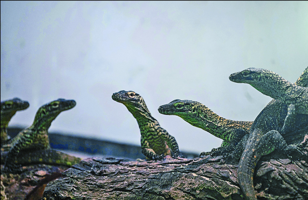 Some of the young ones in Surabaya. AFP Some of the young ones in Surabaya. AFP