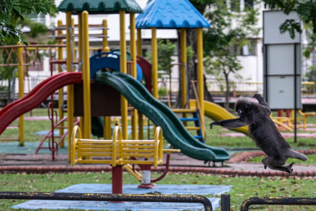 Photo by MOHD RASFAN / AFP  This picture taken on April 9, 2026 shows a dusky langur called "Ah Tan", named by the Langur Project Penang (LPP), jumping from a fence at a playground near a residential area in the Tanjung Bungah area of George Town on Malaysia's Penang Island.