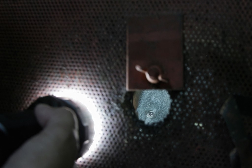 Photo by HARUMI OZAWA / AFP  This frame grab from an AFP TV video shows a small female black bear being illuminated by a flashlight while caught in a bear trap as scientists collect blood and fur samples in Ina, Nagano Prefecture, on July 14, 2026, before releasing the animal back into the wild.