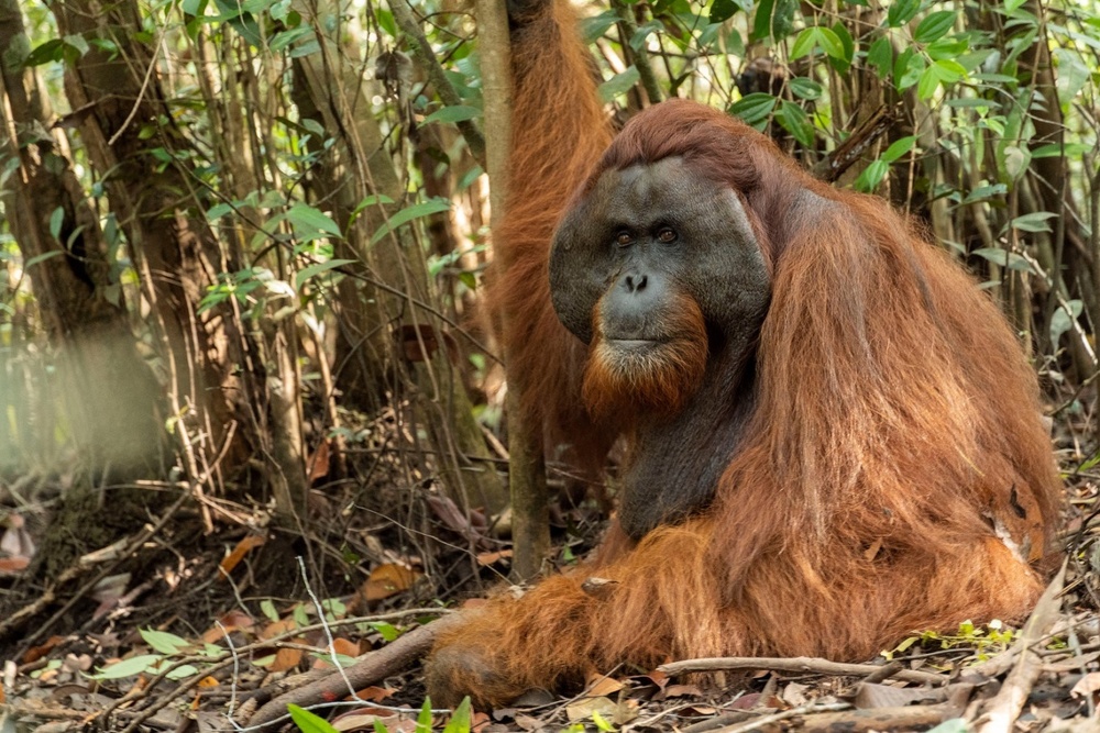 An orangutan named Boncel is pictured after being translocated to the main forest from a palm oil plantation, in Ketapang, West Kalimantan province, Indonesia, on August 18, 2020. (Courtesy of /International Animal Rescue (IAR) Indonesia/Indonesia's Environment and Forestry Ministry (KLHK)/Rudiansyah/Handout via REUTERS) An orangutan named Boncel is pictured after being translocated to the main forest from a palm oil plantation, in Ketapang, West Kalimantan province, Indonesia, on August 18, 2020. (Courtesy of /International Animal Rescue (IAR) Indonesia/Indonesia's Environment and Forestry Ministry (KLHK)/Rudiansyah/Handout via REUTERS)
