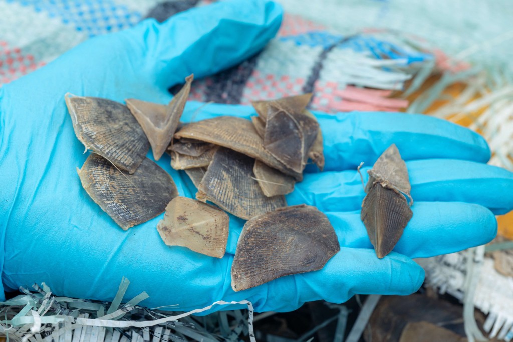 Photo by HANDOUT / SINGAPORE'S NATIONAL PARKS BOARD AND IMMIGRATION & CHECKPOINTS AUTHORITY / AFP  This undated handout received on March 28, 2026 from Singapore's National Parks Board and Immigration and Checkpoints Authority shows pangolin scales being examined following their seizure in Singapore on December 29, 2025.