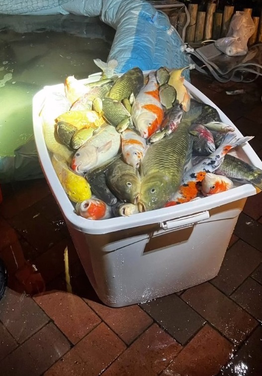 More than 100 fish were found dead.