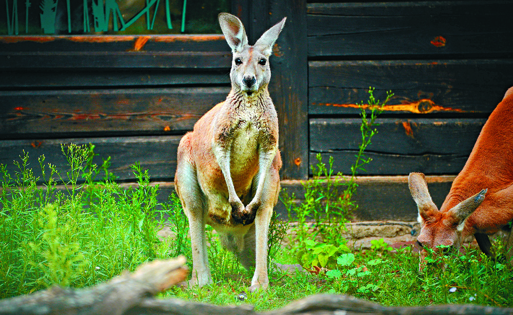 Overall kangaroo numbers fluctuate between 30 million and 60 million. Xinhua Overall kangaroo numbers fluctuate between 30 million and 60 million. Xinhua