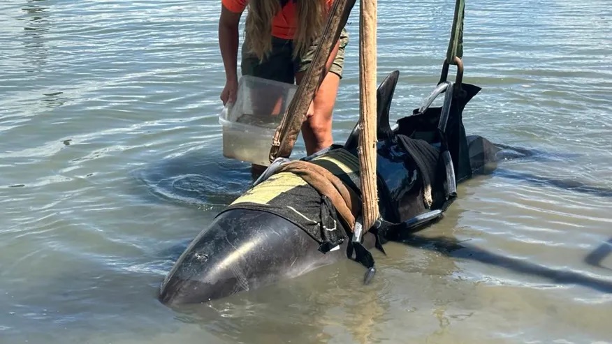 In this photo provided by the New Zealand Department of Conservation a dolphin is tended to at Waitangi, New Zealand, after it was removed from a fishing boat that the dolphin had jumped into on Feb. 28, 2025. (Department of Conservation via AP) In this photo provided by the New Zealand Department of Conservation a dolphin is tended to at Waitangi, New Zealand, after it was removed from a fishing boat that the dolphin had jumped into on Feb. 28, 2025. (Department of Conservation via AP)