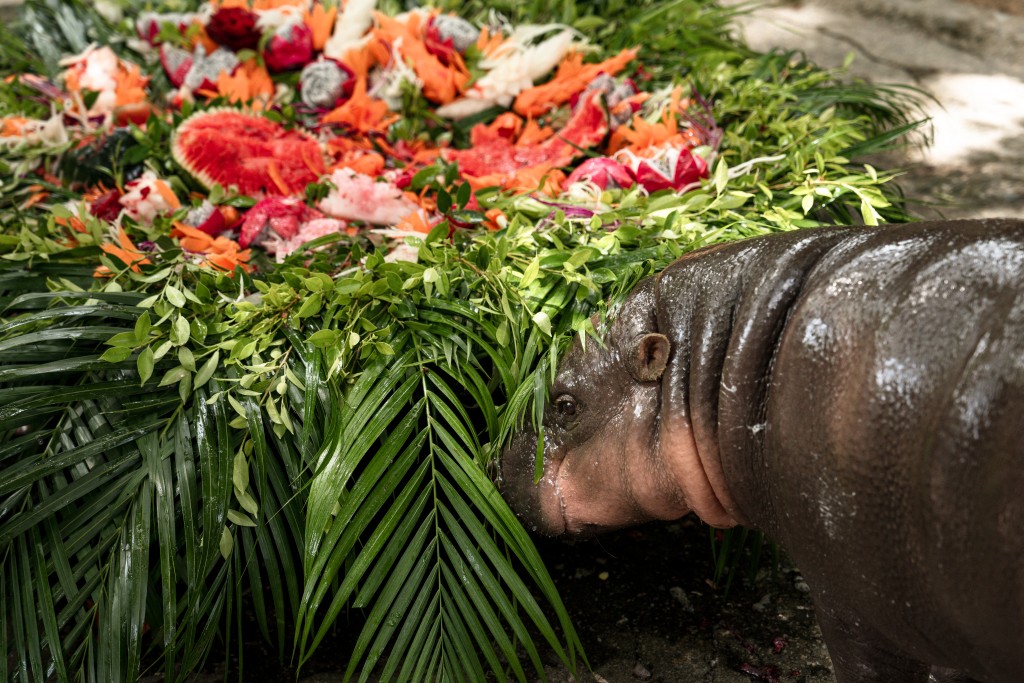 Moo Deng, a 1-year-old female pygmy hippo who became a viral internet sensation, eats a birthday cake at Khao Kheow Open Zoo in Chonburi province on July 10, 2025. (AFP)