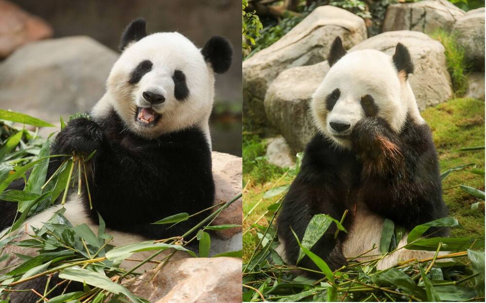 Giant pandas Ying Ying (left) and Le Le (right). Photo provided by the Ocean Park. Giant pandas Ying Ying (left) and Le Le (right). Photo provided by the Ocean Park.
