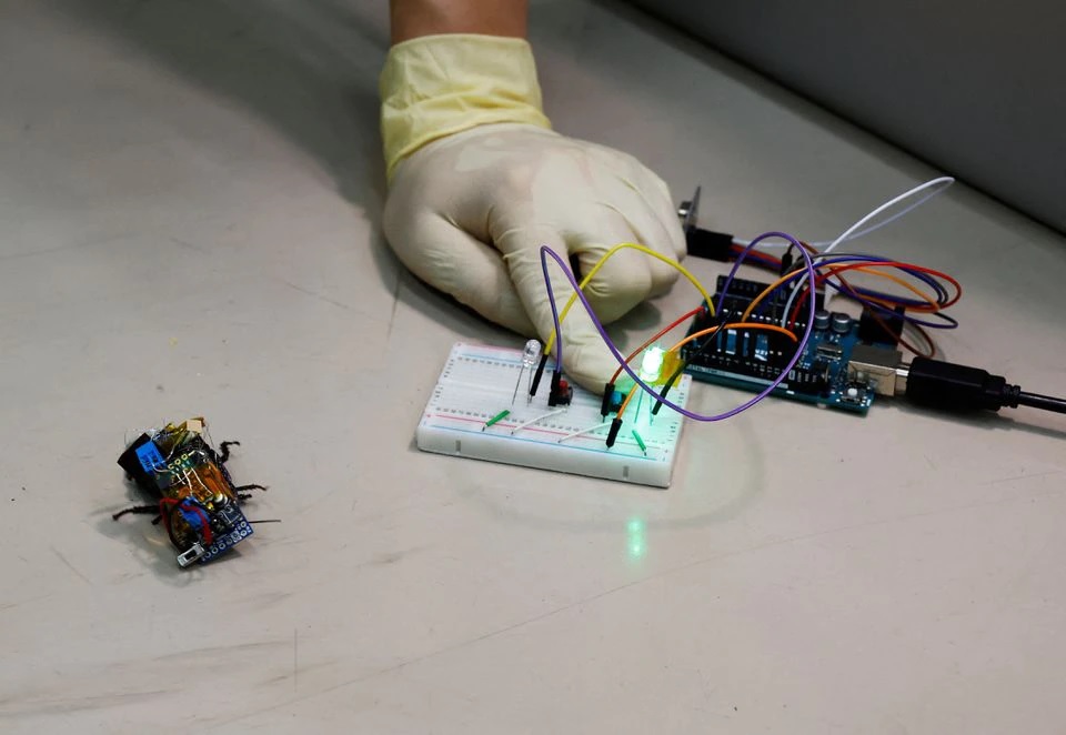 A researcher sends signal to a Madagascar hissing cockroach, mounted with a A researcher sends signal to a Madagascar hissing cockroach, mounted with a