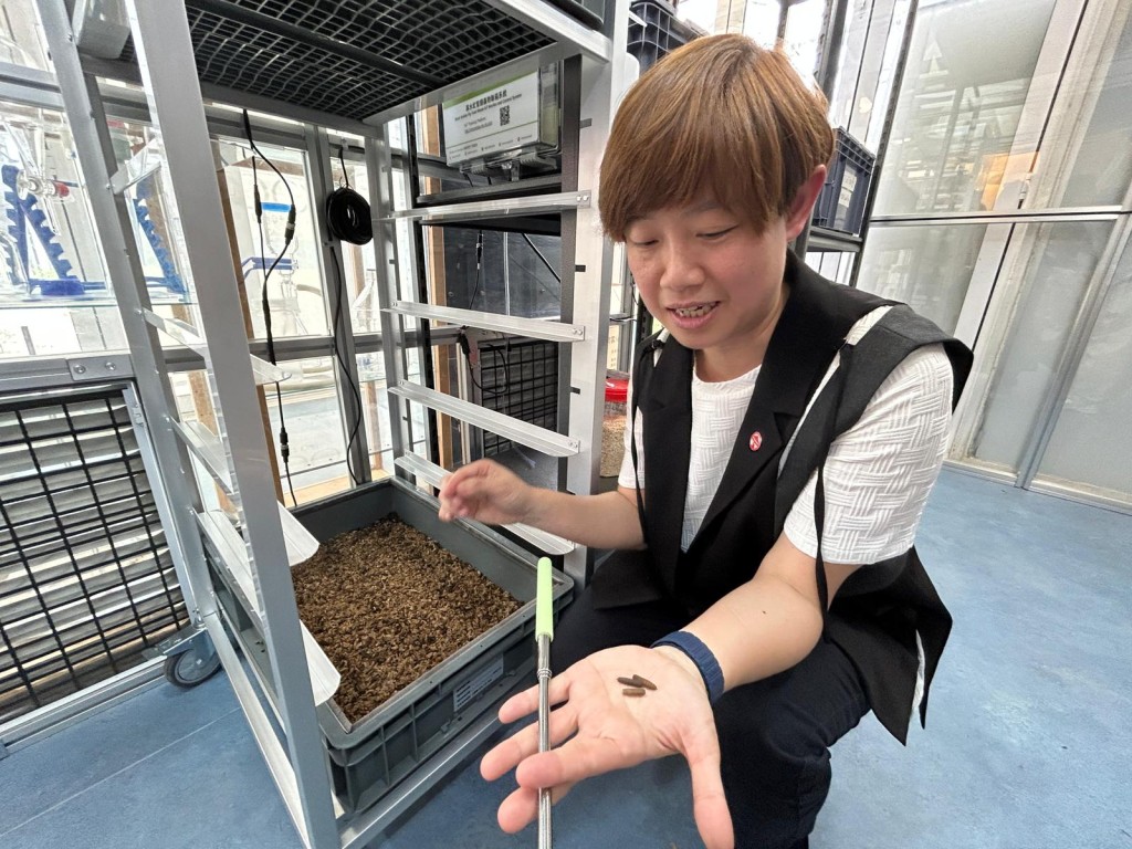 Professor Wong shows off a black soldier fly larvae.