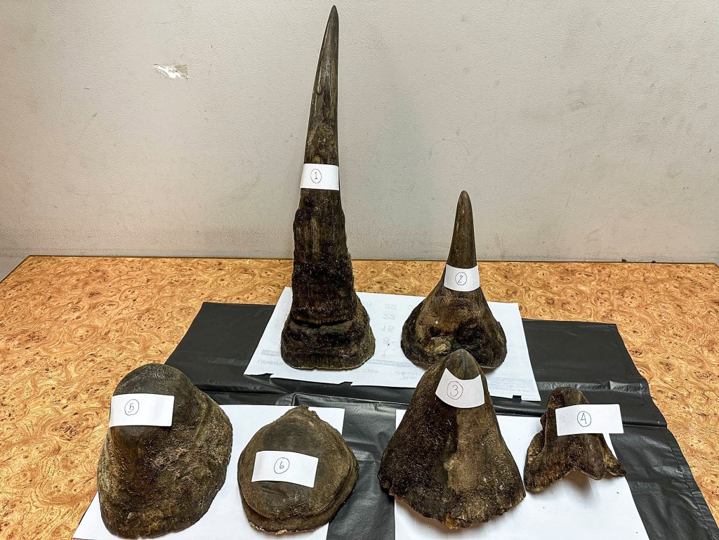 Photo by HANDOUT / NATIONAL PARK, WILDLIFE AND PLANT CONSERVATION DEPARTMENT (DNP) / AFP  This handout photo taken on February 9, 2026 and released on February 10, 2026 by Thailand's Department of National Parks, Wildlife and Plant Conservation (DNP) shows rhino horns confiscated by customs from a Vietnamese traveler at Suvarnabhumi International Airport in Bangkok.
