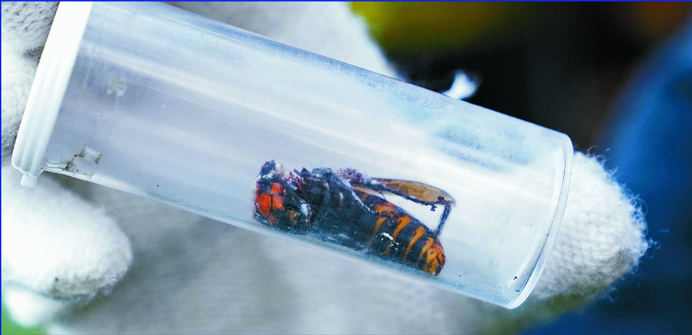 Asian giant hornet AP Asian giant hornet AP