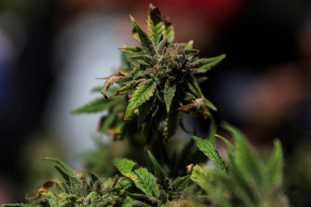 FILE PHOTO: A marijuana plant sits on a table in Washington Square Park in New York City, U.S., April 20, 2023.REUTERS/Shannon Stapleton/File Photo