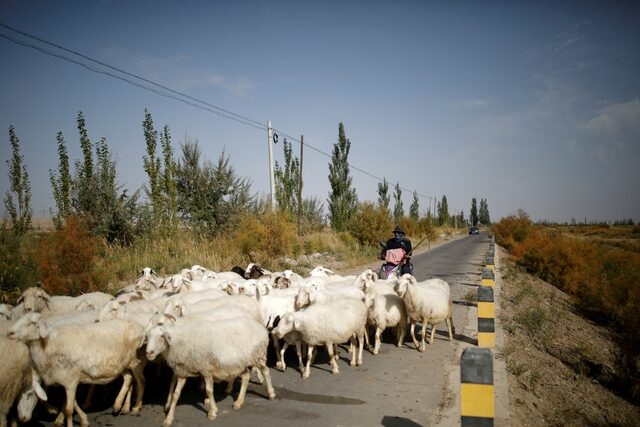 Lv Tusong, 45, herds his sheep on a scooter in a village near the edge of the Gobi desert on the outskirts of Yumen, Gansu province, China, September 29, 2020. REUTERS/Carlos Garcia Rawlins/File Photo