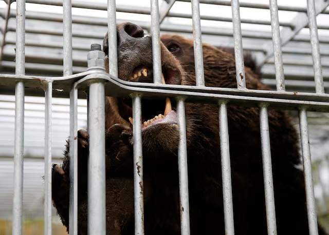 A brown bear gnaws at the cage it is trapped in in Sunagawa, Hokkaido Prefecture, Japan October 16, 2024. REUTERS/Sakura Murakami/File Photo