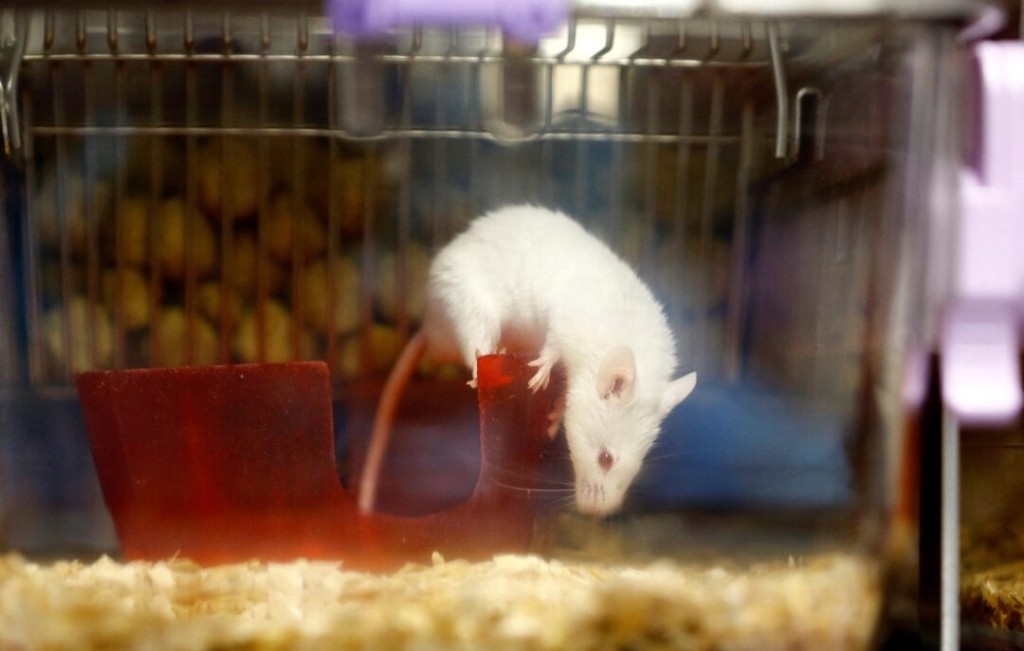 A mouse is seen in a plastic box at the Laboratory Animal Services Center (LASC) of the University of Zurich in Schlieren, Switzerland, February 7, 2022. REUTERS/Arnd Wiegmann