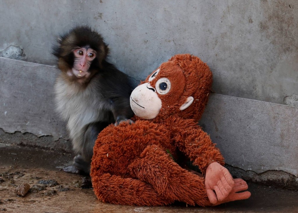 A baby Japanese macaque named Punch sits next to a stuffed orangutan at Ichikawa City Zoo in Ichikawa, Chiba Prefecture, on Thursday. | REUTERS