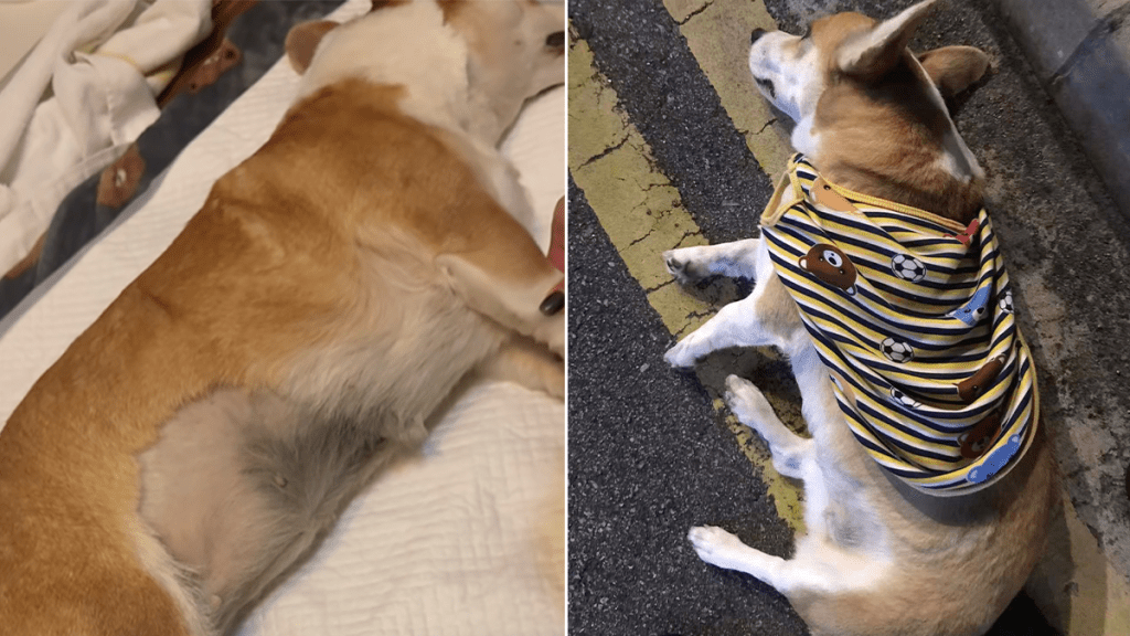 (Online photo from Facebook)