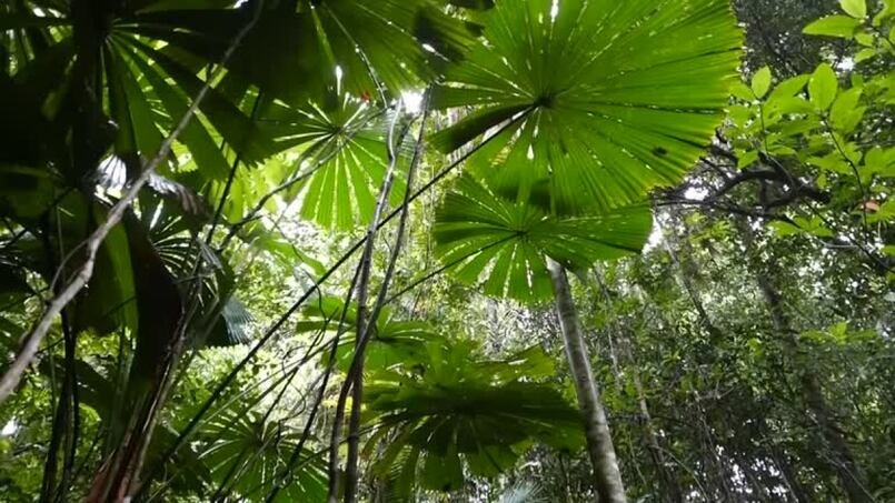The Daintree Rainforest. Reuters
