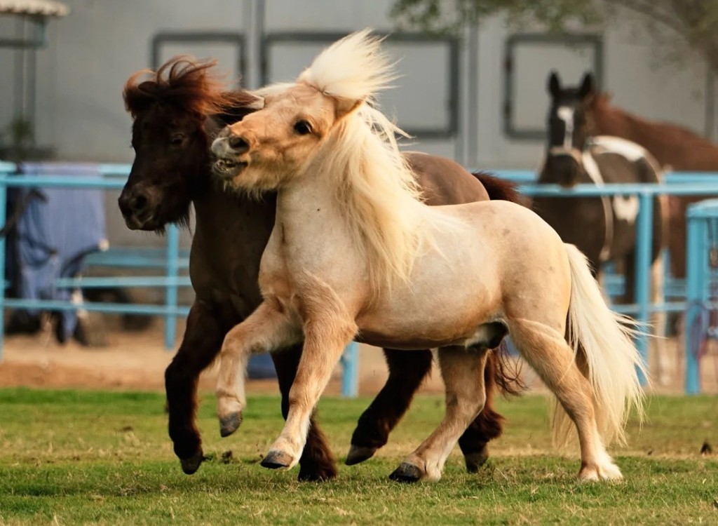 Ponies stand under one meter tall with round faces and short legs.