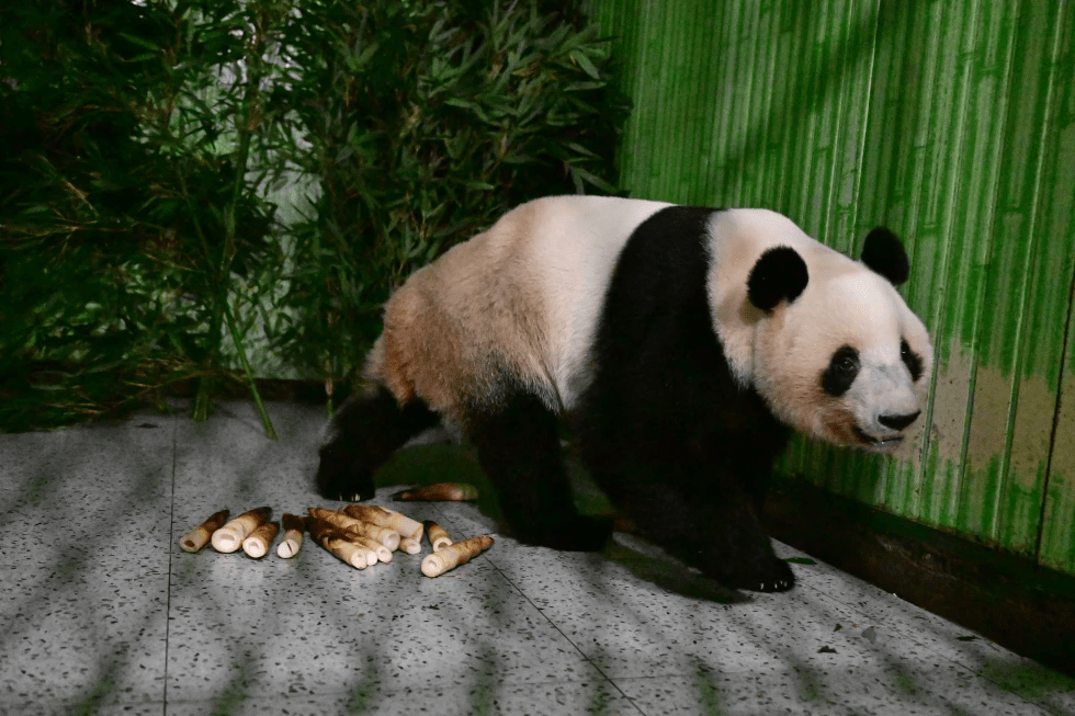 In this photo taken in the early hours of Jan. 28, 2026, and released by China Conservation and Research Center for Giant Panda, giant panda Lei Lei, newly returned from Japan, walks in an enclosure at the research center for Giant Panda in southwestern Chinas Sichuan province. (China Conservation and Research Center for Giant Panda via AP)