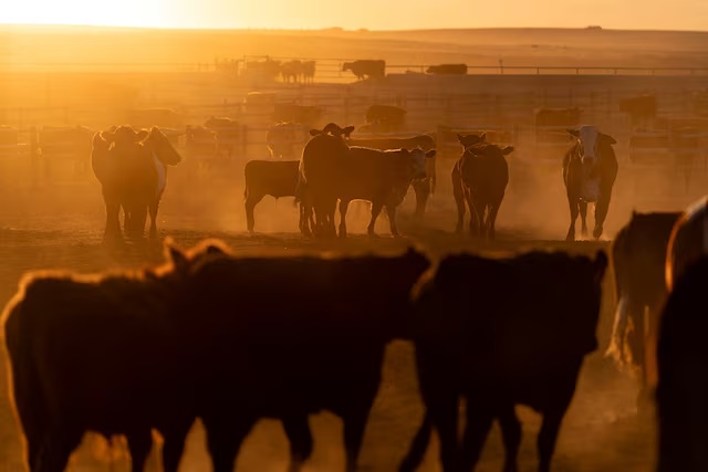 Cattle gather in a feedlot at Callicrate Beef, a vertically integrated ranch-to-market meat produce in Saint Francis, Kansas, U.S., March 20, 2026. REUTERS/Cheney Orr/File Photo 