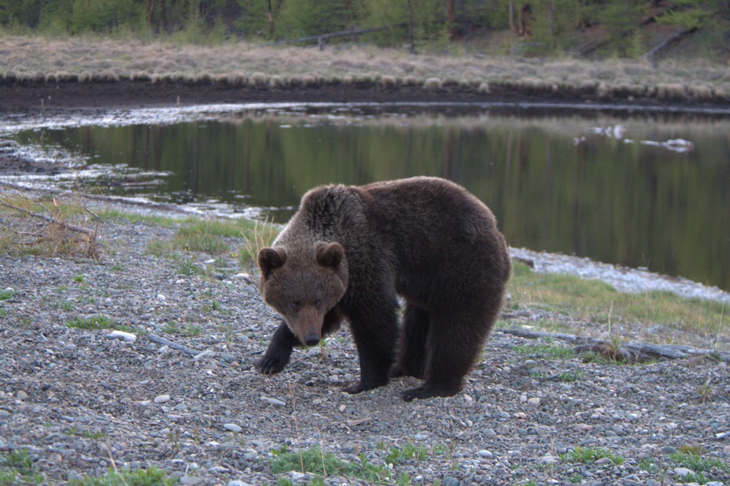 Photo by HANDOUT / NATIONAL PARK "ZAPOVEDNOYE PRIBAIKALYE" / AFP  This handout photograph taken in late May 2026 and provided by the National Park "Zapovednoye Pribaikalye", shows a brown bear in the park's area.