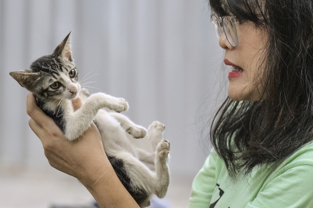 Photo by BAY ISMOYO / AFP This picture taken on May 14, 2026 shows a volunteer checking whether a stray cat has been neutered or not at a park in Jakarta, before taking it to a clinic.