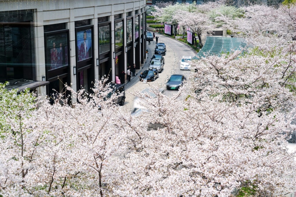 White cherry blossoms on Discovery Boulevard of HKRI Taikoo Hui have become a new photo spot