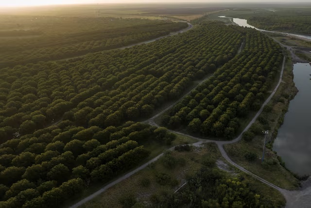 An aerial view of the Heavenly Farms pecan orchard along the Rio Grande river in Eagle Pass, Texas, U.S. July 29, 2023. REUTERS/Adrees Latif/File Photo