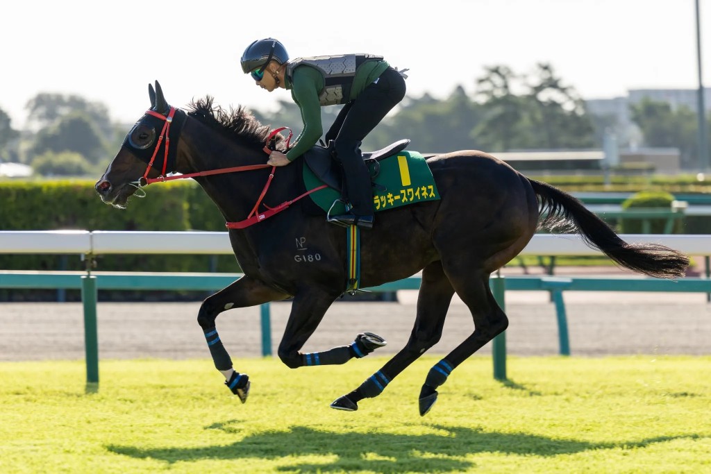 Derek Leung has a firm hold on Lucky Sweynesse as he works up the Nakayama rise on Wednesday (Idol Horse/Lo Chun Kit) 