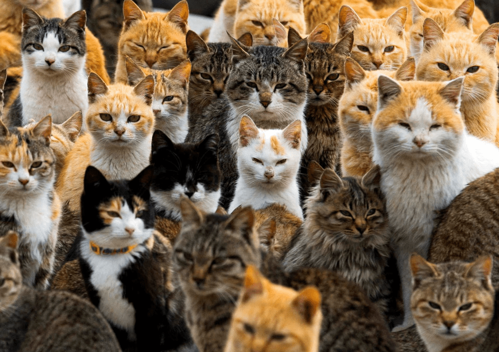 Cats crowd the harbour on Aoshima Island in the Ehime prefecture in southern Japan February 25, 2015. An army of cats rules the remote island in southern Japan, curling up in abandoned houses or strutting about in a fishing village that is overrun with felines outnumbering humans six to one. Picture taken February 25, 2015. REUTERS/Thomas Peter/File Photo 