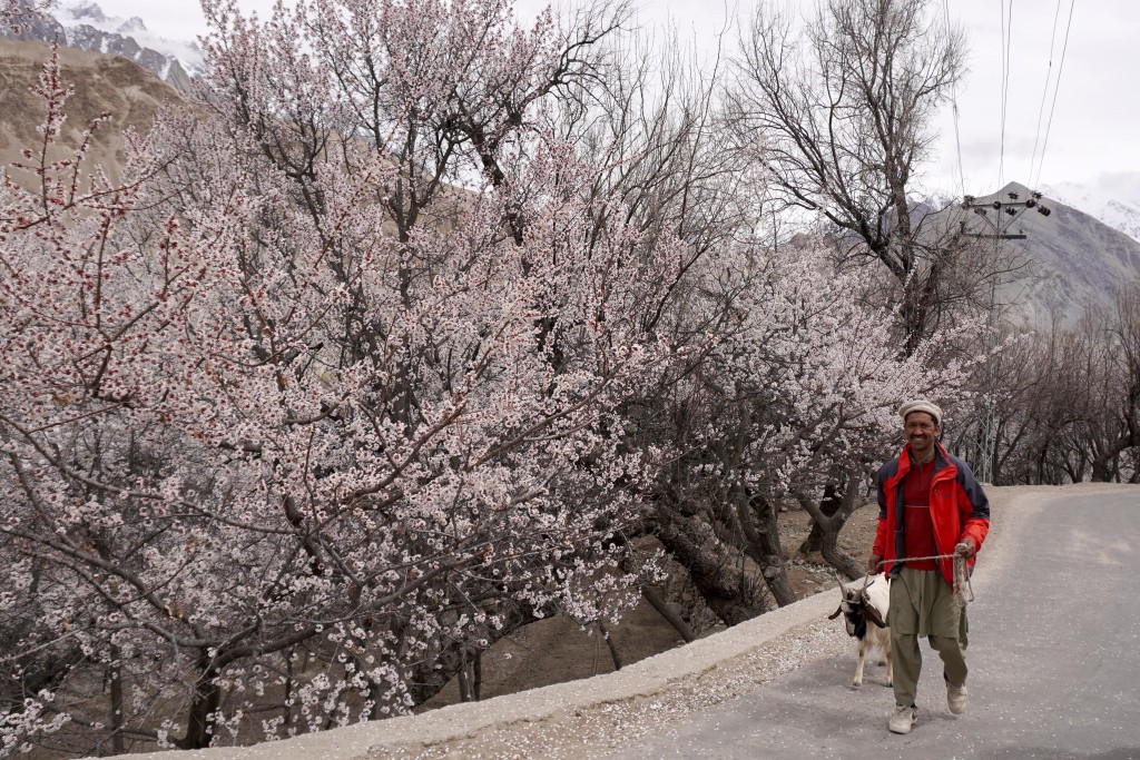 A villager walks with his goat past apricot blossom trees at Ghanche district in Gilgit-Baltistan region on March 30, 2026. (Photo by Manzoor BALTI / AFP)