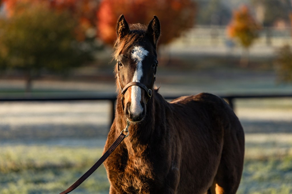 The foal out of the champion mare Winx and by the former champion sire Snitzel will attract plenty of attention when he is offered at public auction in March (INGLIS) 