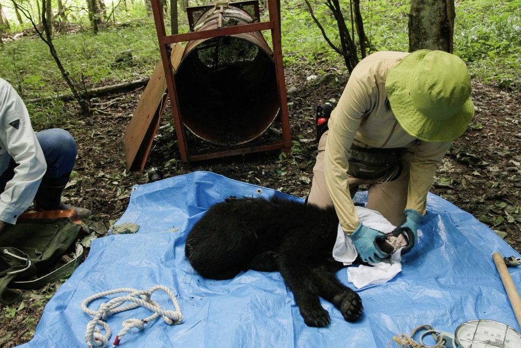 Photo by HARUMI OZAWA / AFP  This frame grab from an AFP TV video shows a small female black bear tranquillized on the ground as wild bear experts Akiko Takii (R) and Shinshu University professor Shigeyuki Izumiyama collect blood and fur samples for academic research in Ina, Nagano Prefecture, on July 14, 2026, before the researchers weigh and measure the bear, believed to be about 18 months old, before releasing it back into the wild.