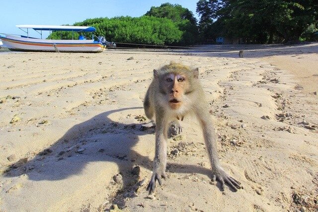 A monkey as seen at Bama beach in Situbondo, Indonesia East Java province in this photo taken by Antara Foto. Picture taken August 3, 2017. Antara Foto/Budi Candra Setya via REUTERS.