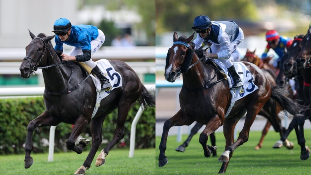Dazzling Fit and Invincible Ibis have similar profiles as they head towards the Four-year-old Classic Series. HKJC 