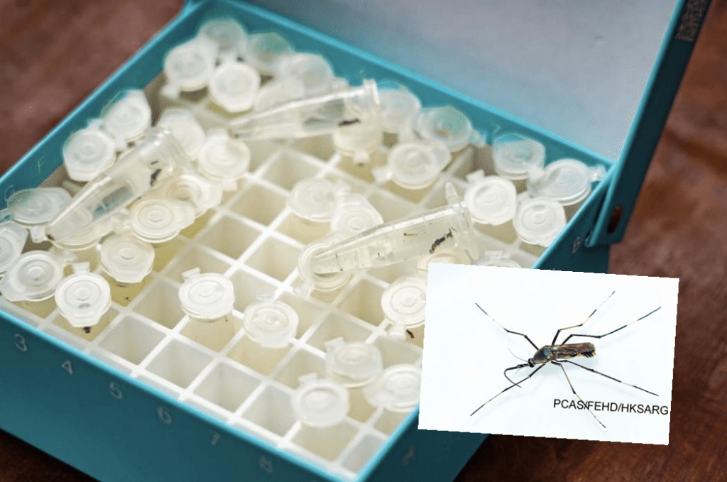 Chinese authorities are waging an unconventional war against disease-carrying mosquitoes—by releasing larger, predatory mosquitoes Toxorhynchites splendens to eat them.
