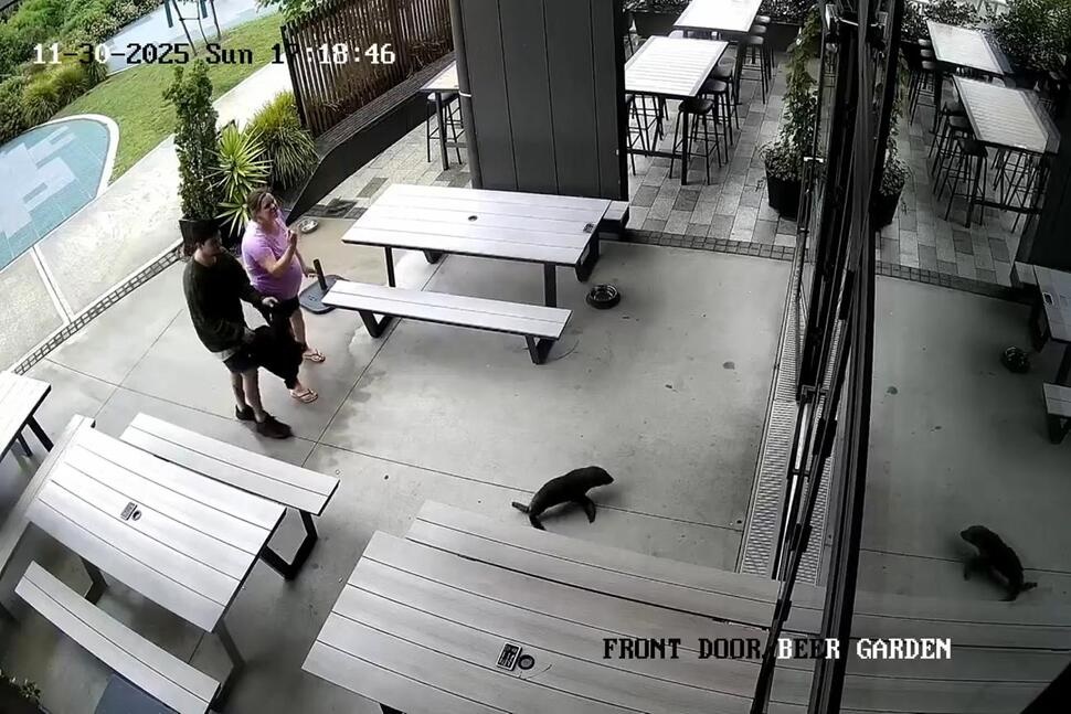 This security footage provided by Sprig + Fern The Meadows, shows a seal entering a bar in Richmond, New Zealand, on Nov. 30, 2025. (Sprig + Fern The Meadows via AP)