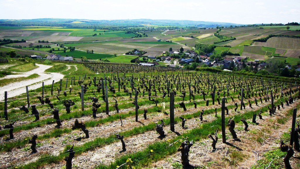 Sancerre Vineyard