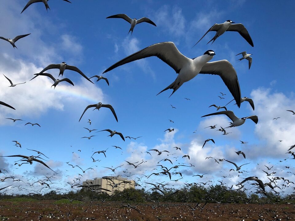 Sooty terns fill the skies as they return to Johnston Island within the Johnston Atoll National Wildlife Refuge to establish their breeding colony in July 2021. Eric Baker/U.S. Fish and Wildlife Service/Handout via REUTERS