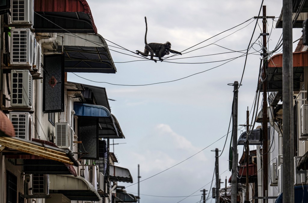 Photo by MOHD RASFAN / AFP  This picture taken on April 9, 2026 shows dusky langurs called "Julie" (top) and "Bulat" (bottom), named by the Langur Project Penang (LPP), crossing overhead utility wires in the back alley of a residential area in the Tanjung Bungah area of George Town on Malaysia's Penang Island.