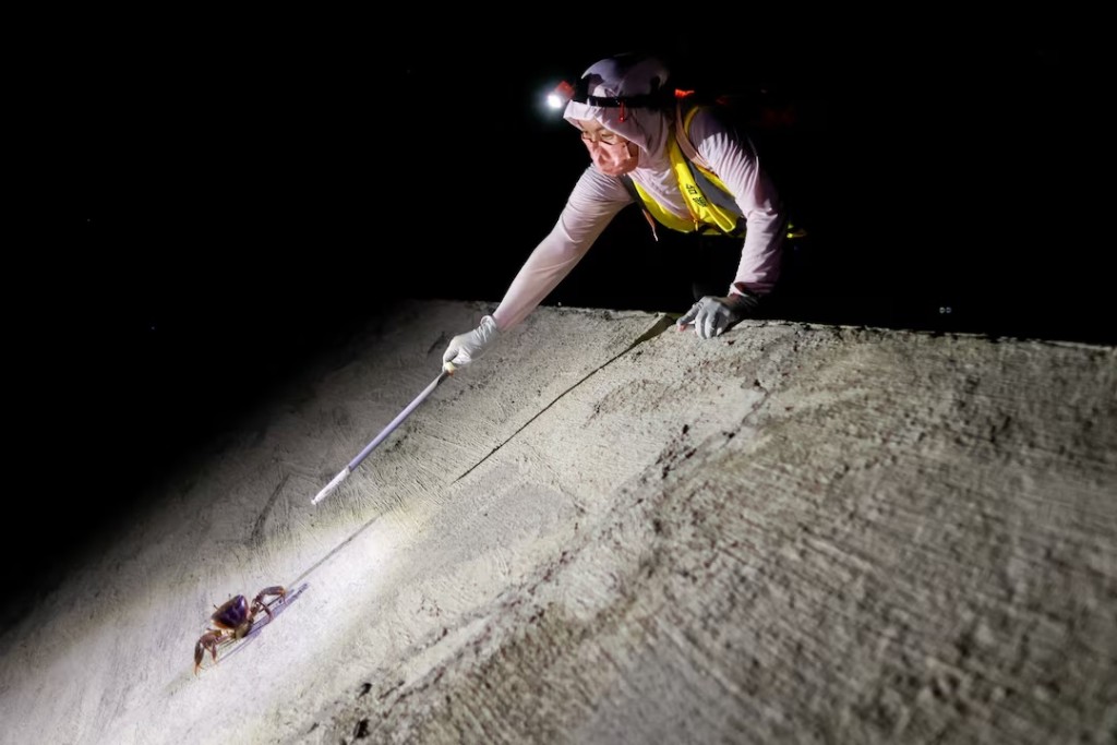 A volunteer marks a mangrove land crab during the annual breeding season, as part of a monitoring effort to estimate population numbers and track their migration to the sea to spawn, at Taijiang National Park in Tainan, Taiwan, July 3, 2026. REUTERS/Ann Wang