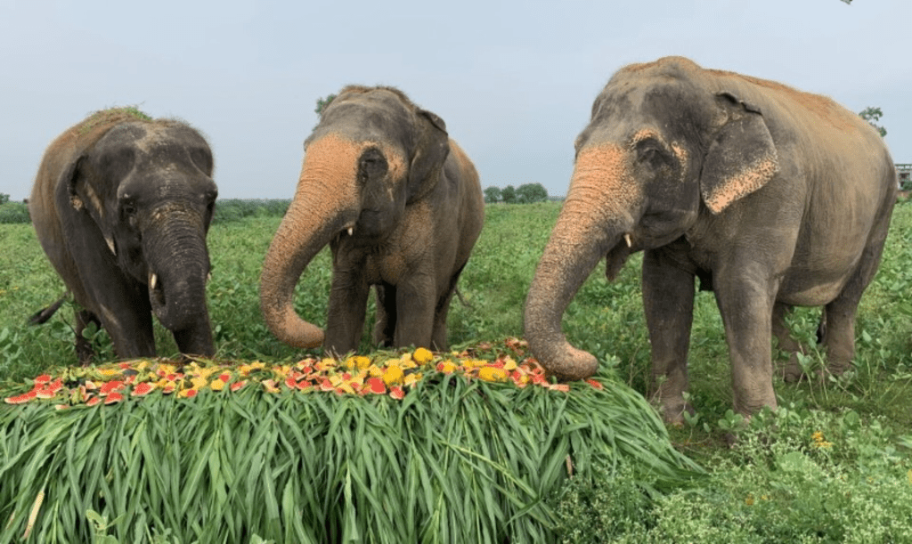Rescued elephants eat fuits and vegetables at the Wildlife SOS Elephant Conservation and Care Center, run by a non-governmental organisation, ahead of the World Elephant Day, in the northern town of Mathura, India, August 8, 2021. REUTERS/Sunil Kataria