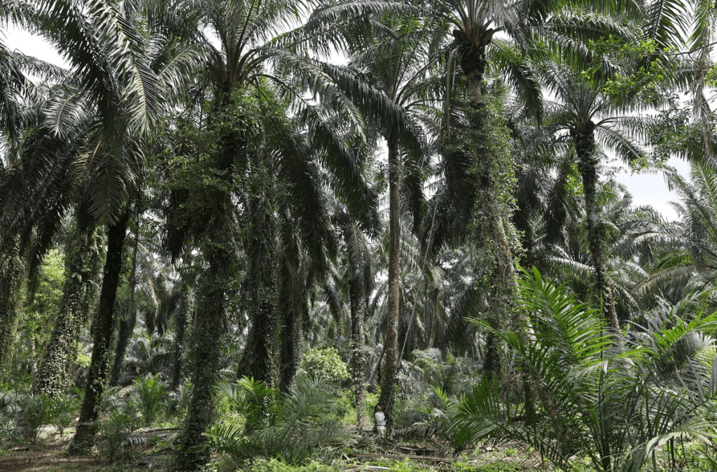 A worker cuts down an oil palm bunch during the harvesting process from an old oil palm tree at a plantation in Pontian, Malaysia May 14, 2025. REUTERS/Hasnoor Hussain/File Photo