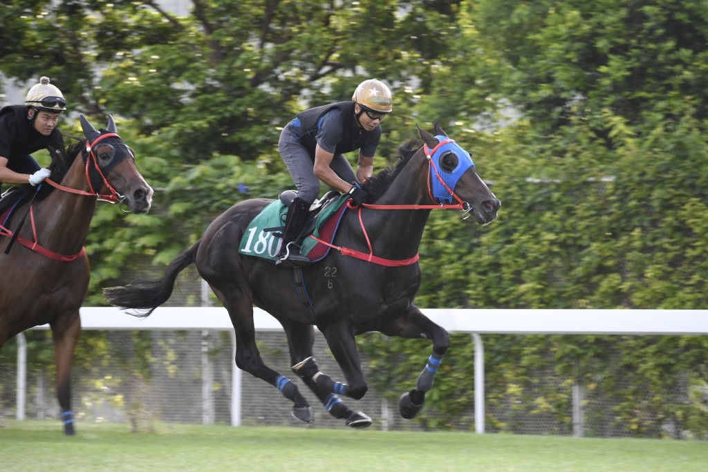 Lucky Sweynesse works this week SINGTAO 