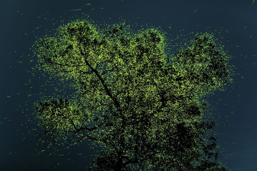 Fireflies congregate in certain regions of India. Photo by Prathamesh Ghadekar, People’s Choice.