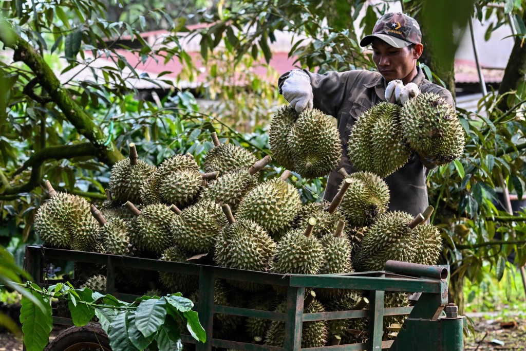 Photo by NHAC NGUYEN / AFP  This photograph taken on August 15, 2026 shows a man loading durians onto a cart in Ea Knuec commune, Vietnam's Dak Lak province.
