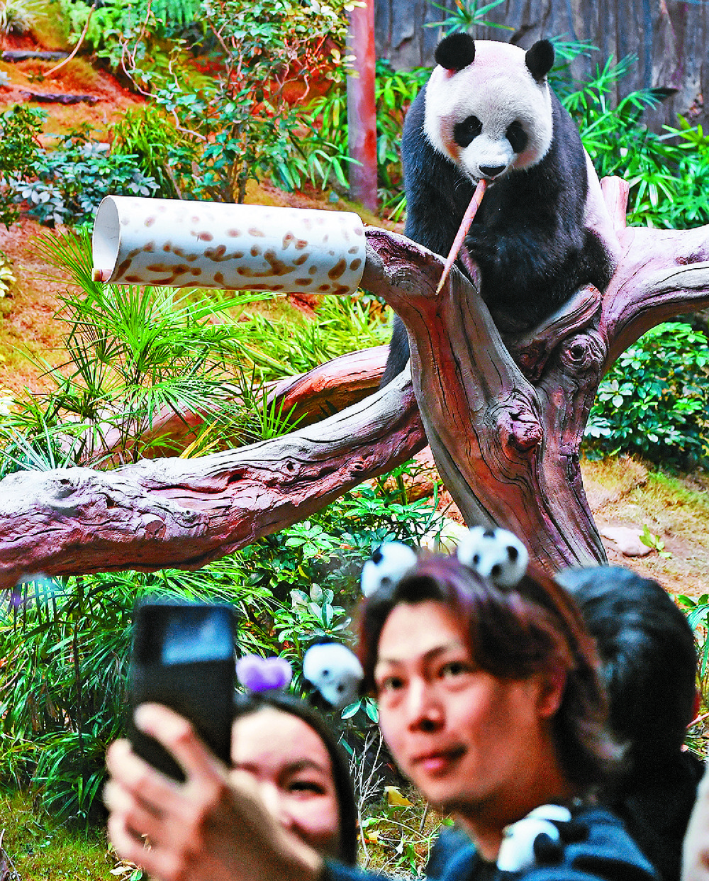 Ocean Park 'can do more in promoting Hong Kong's panda economy.' XINHUA Ocean Park 'can do more in promoting Hong Kong's panda economy.' XINHUA